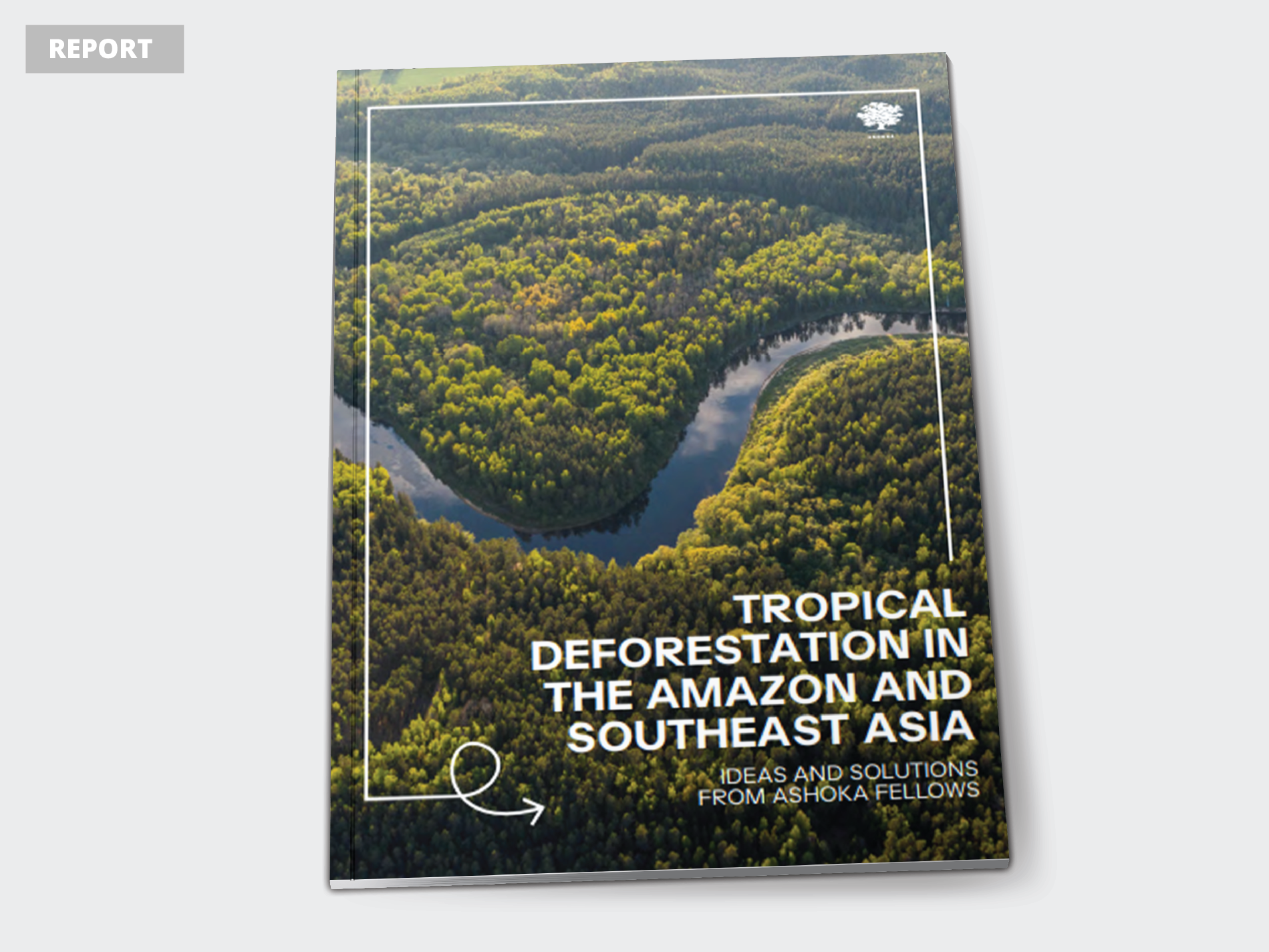 tropical deforestation-report